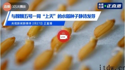 陪同嫦娥五号老天爷的水稻种子已经种下，誓要解决在我国农业 “卡脖子”难题