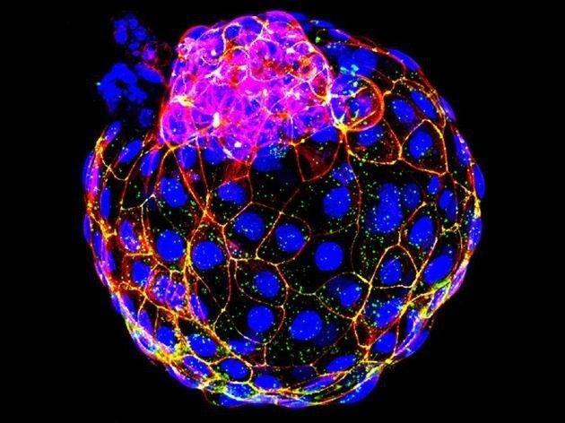 科学家取得成功模拟出迄今为止最早的人类胚胎发育阶段