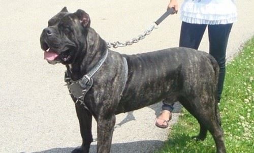 十大最具攻击性的犬种 感兴趣的不妨一起往下看