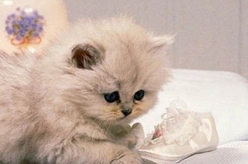 猫咪恨主人的十种表现 感兴趣的不妨一起往下看
