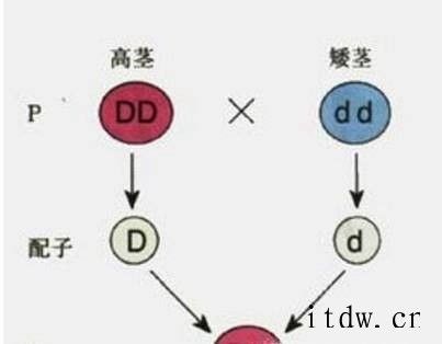 什么是显性基因和隐性基因？