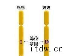 什么是显性基因和隐性基因？