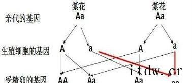 什么是显性基因和隐性基因？