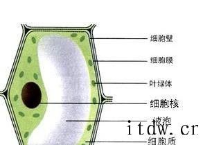 初中学习计划