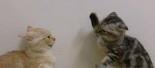猫猫打架如何处理呢?有哪些注意事项
