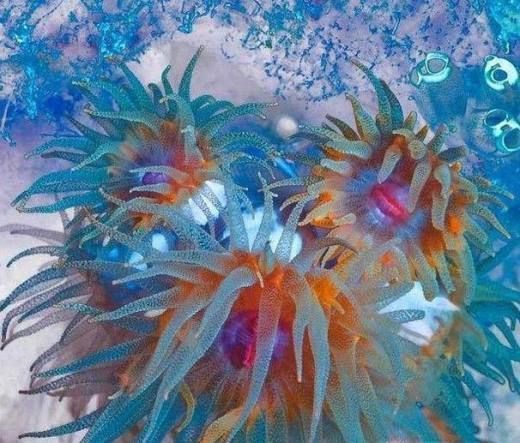 初中生物的腔肠动物有哪些（初二生物腔肠动物和扁形动物）