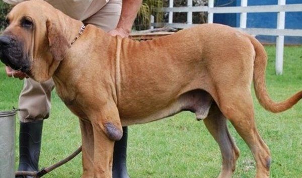 十大最具攻击性的犬种 感兴趣的不妨一起往下看
