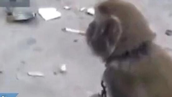 四川变态虐猴男事件经过