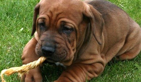 十大最具攻击性的犬种 感兴趣的不妨一起往下看