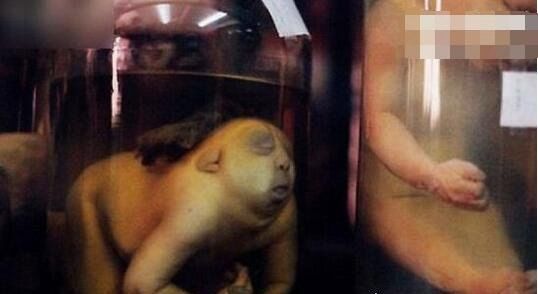 超恐怖的泰国博物馆 泰国除了人妖出名外