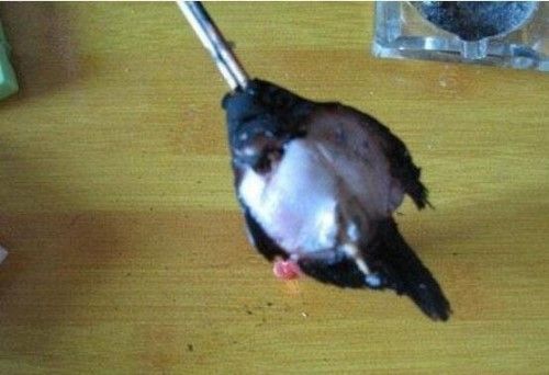 简直比起北京男女水坑虐猫事件更加残忍!