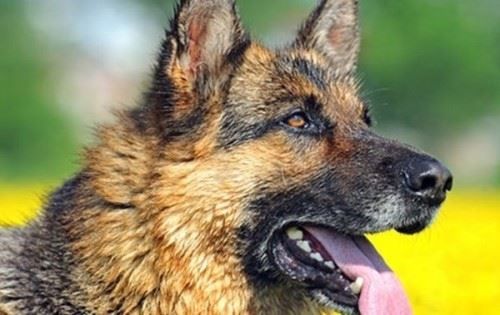 十大最具攻击性的犬种 感兴趣的不妨一起往下看