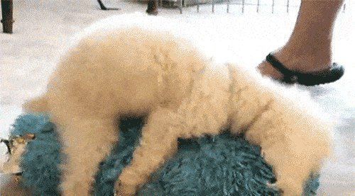 女生不能养泰迪的原因 买了一只母泰迪