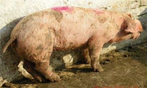 野猪的厉害程度丝毫不输给东北虎,有人宁愿碰到老虎也不想碰到野