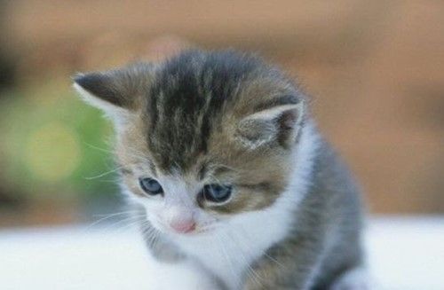 猫咪恨主人的十种表现 感兴趣的不妨一起往下看