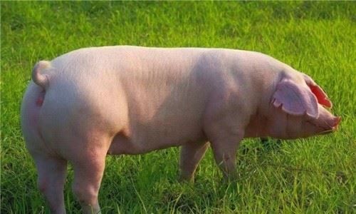 野猪的厉害程度丝毫不输给东北虎,有人宁愿碰到老虎也不想碰到野