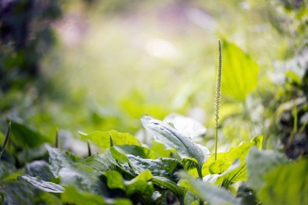 哪些人不能食用车前草?