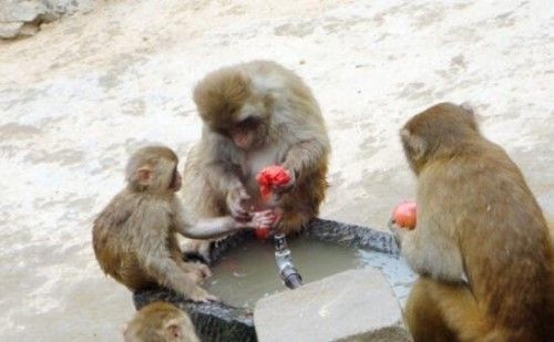 四川变态虐猴男事件经过