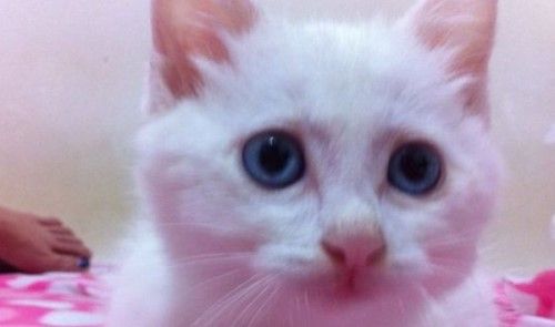 猫咪恨主人的十种表现 感兴趣的不妨一起往下看