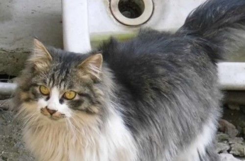猫咪恨主人的十种表现 感兴趣的不妨一起往下看