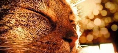 猫咪大保健要了解一下吗? 拿头蹭你