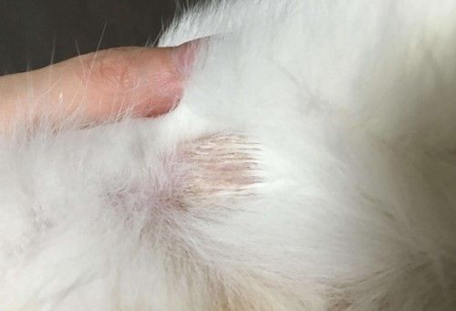 猫咪为什么会得猫藓_宠物频道
