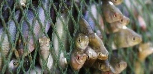 巫溪鱼泉之谜 重庆巫溪有一农户一天晚上突然做了一个梦