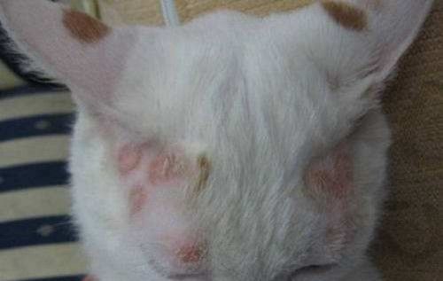 猫咪为什么会得猫藓_宠物频道