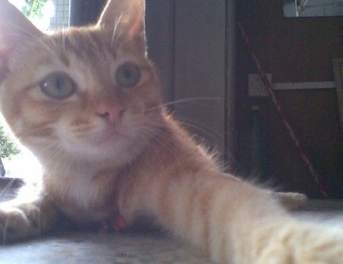 猫咪恨主人的十种表现 感兴趣的不妨一起往下看
