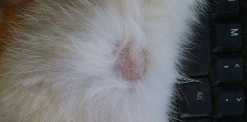 猫咪为什么会得猫藓_宠物频道