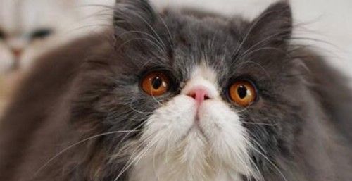 猫咪伤心了会有哪些表现