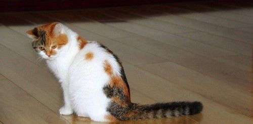 猫咪为什么会有泪痕