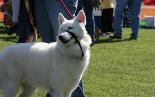 十大最具攻击性的犬种 感兴趣的不妨一起往下看