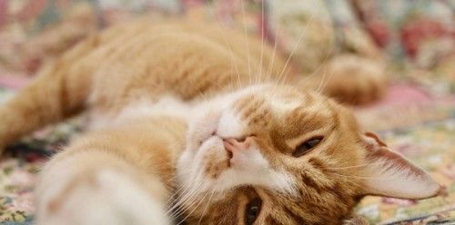 猫咪为什么会有泪痕