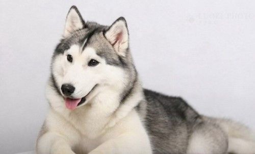 十大最具攻击性的犬种 感兴趣的不妨一起往下看