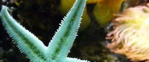 世界各地有2000多种不同种类的海星