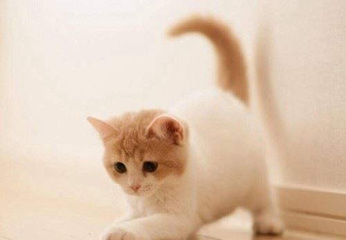 猫咪伤心了会有哪些表现