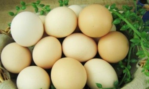 史上最多蛋黄的鸡蛋 鸡蛋黄每天吃几个最合适