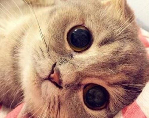 猫咪为什么会有泪痕