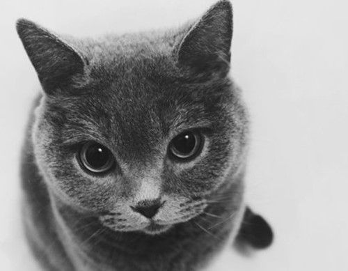 猫咪恨主人的十种表现 感兴趣的不妨一起往下看