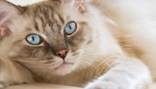 猫咪恨主人的十种表现 感兴趣的不妨一起往下看