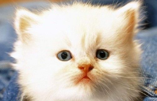 猫咪恨主人的十种表现 感兴趣的不妨一起往下看