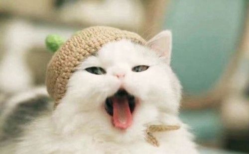 猫咪伤心了会有哪些表现