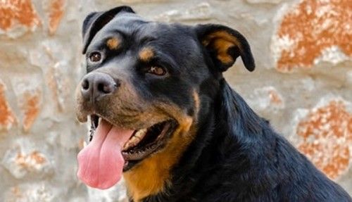 十大最具攻击性的犬种 感兴趣的不妨一起往下看