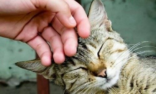 10个猫咪认定主人的表现