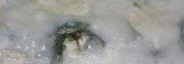 鱼汤营养价值高,而且富含胶原蛋白,多喝鱼汤对身体是很好的