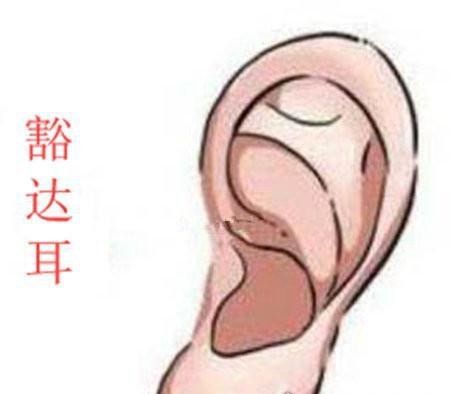 耳朵大有福是假的 有福气的耳朵盘点