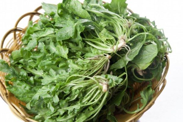 荠菜长大的这些常见的荠菜,有些什么用处呢?