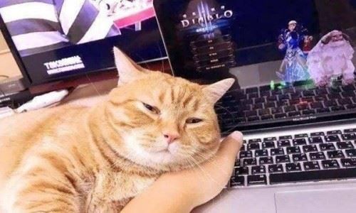 10个猫咪认定主人的表现