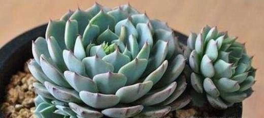 多肉生病不浇水怎么办?